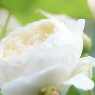 Rose Gartenより　愛を込めて・・・64