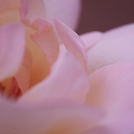 薔薇 05