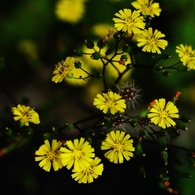 花火