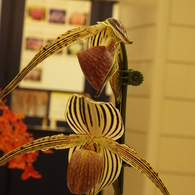 らん展7