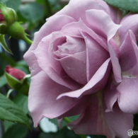 薔薇6