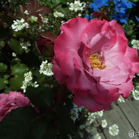 薔薇8