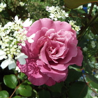 薔薇9
