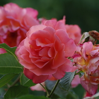 花散歩‐つる薔薇