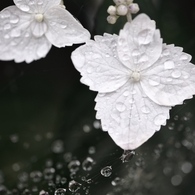 月の雨Ⅳ