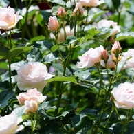 Rose Gartenより　愛を込めて・・・82