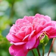 Rose Gartenより　愛を込めて・・・83