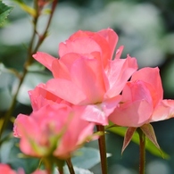 Rose Gartenより　愛を込めて・・・84