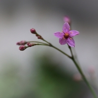 ひつじどきの花