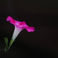 朝