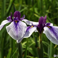 花菖蒲11