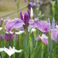 花菖蒲13