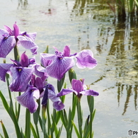花菖蒲14