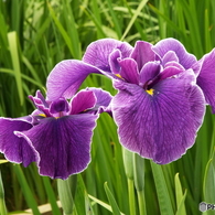 北山公園・花菖蒲7