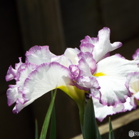 北山公園・花菖蒲8