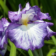 北山公園・花菖蒲10