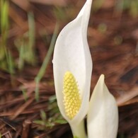 水芭蕉