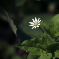 深山に白く小さく咲く花の名を思い出すミヤマハコベと
