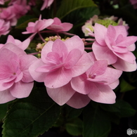 豊島園・紫陽花15