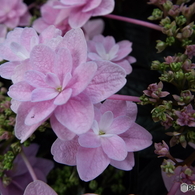 豊島園・紫陽花16