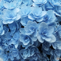 豊島園・紫陽花19