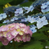 小平あじさい公園19