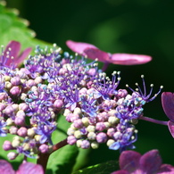 カラフル紫陽花