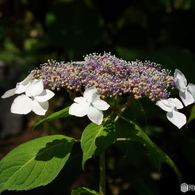 日本庭園の紫陽花1