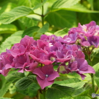 日本庭園の紫陽花2