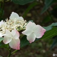 日本庭園の紫陽花3