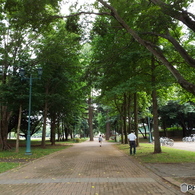 深緑の彩の森入間公園19