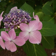 東京都薬用植物園・紫陽花4