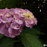 東京都薬用植物園・紫陽花15