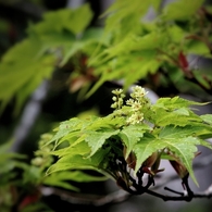 溌剌と 花を飾りし 若葉あり ミネカエデとぞ その名を知れり