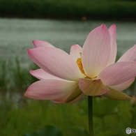 昭和記念公園・蓮2