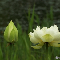 昭和記念公園・蓮4