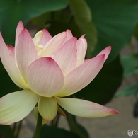 昭和記念公園・蓮5