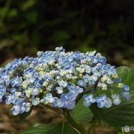 昭和記念公園・紫陽花6