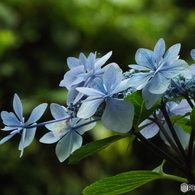 昭和記念公園・紫陽花8