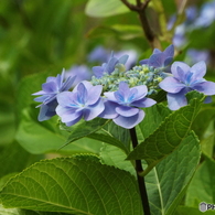 昭和記念公園・紫陽花10