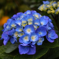 紫陽花Ⅰ