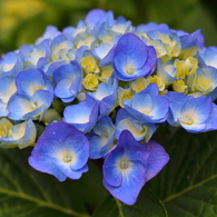 紫陽花Ⅱ