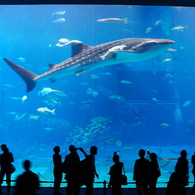 美ら海水族館