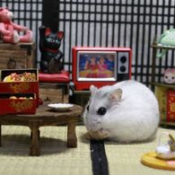 Hamuru02