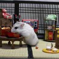 Hamuru05