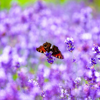 Lavender farm