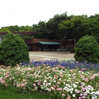深緑の昭和記念公園1