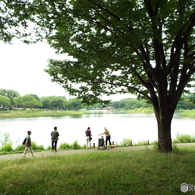 深緑の昭和記念公園4