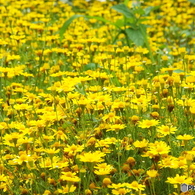 黄色の花