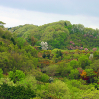 花見山